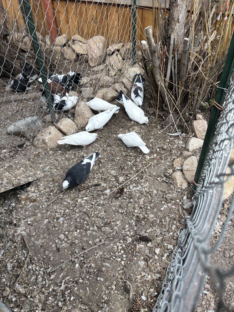 White homers and crosses