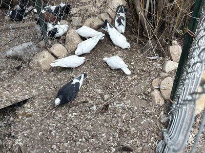 White homers and crosses