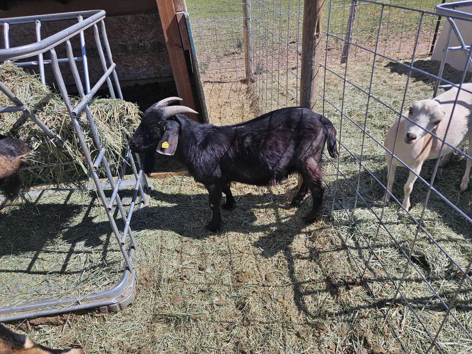 Boer buck