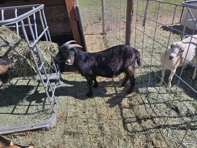 Boer buck