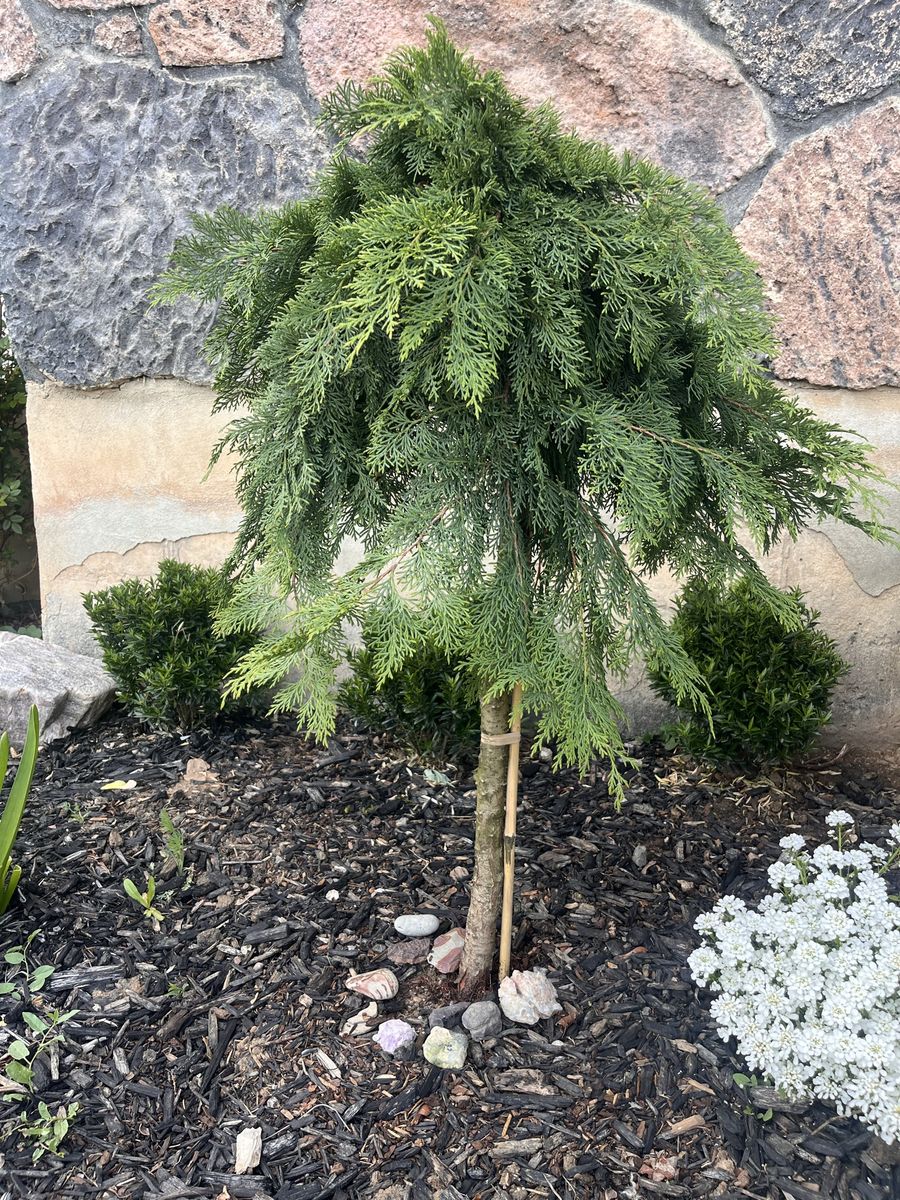 Siberian/Russian Cypress