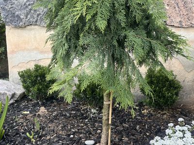 Siberian/Russian Cypress