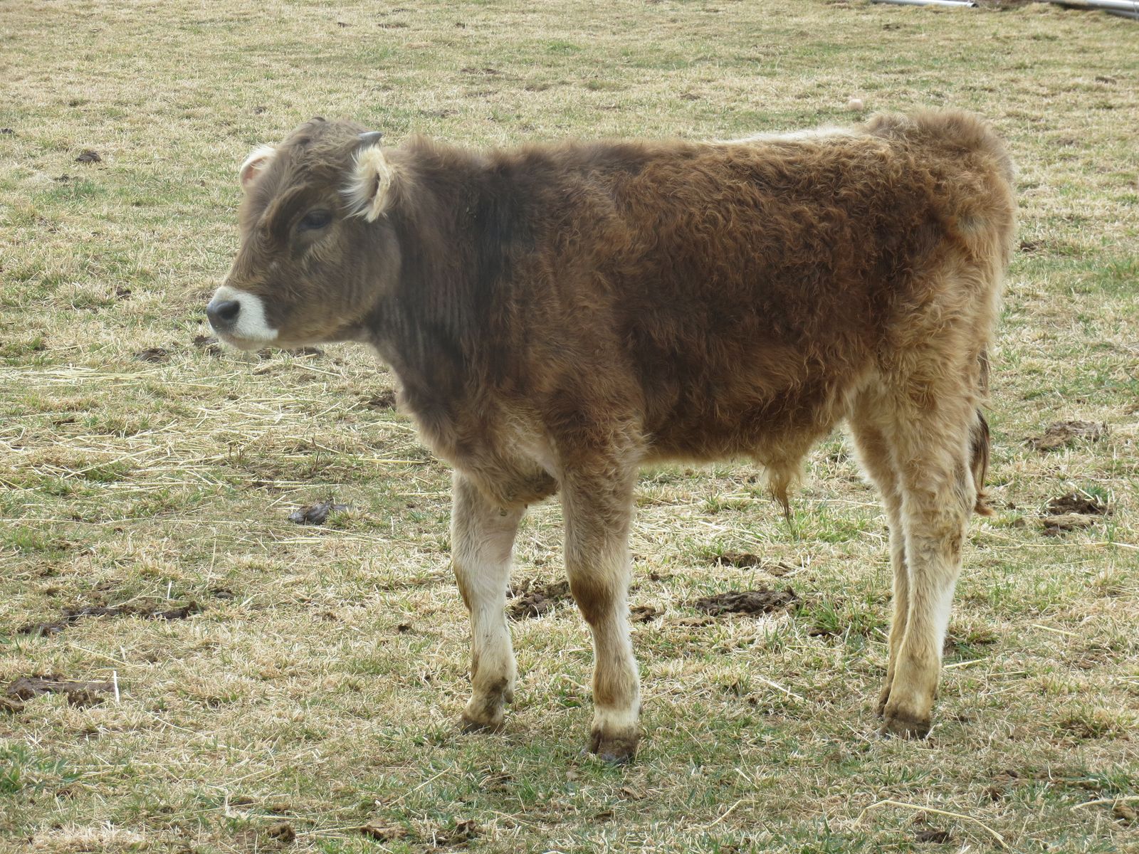 Brown Swiss Calf