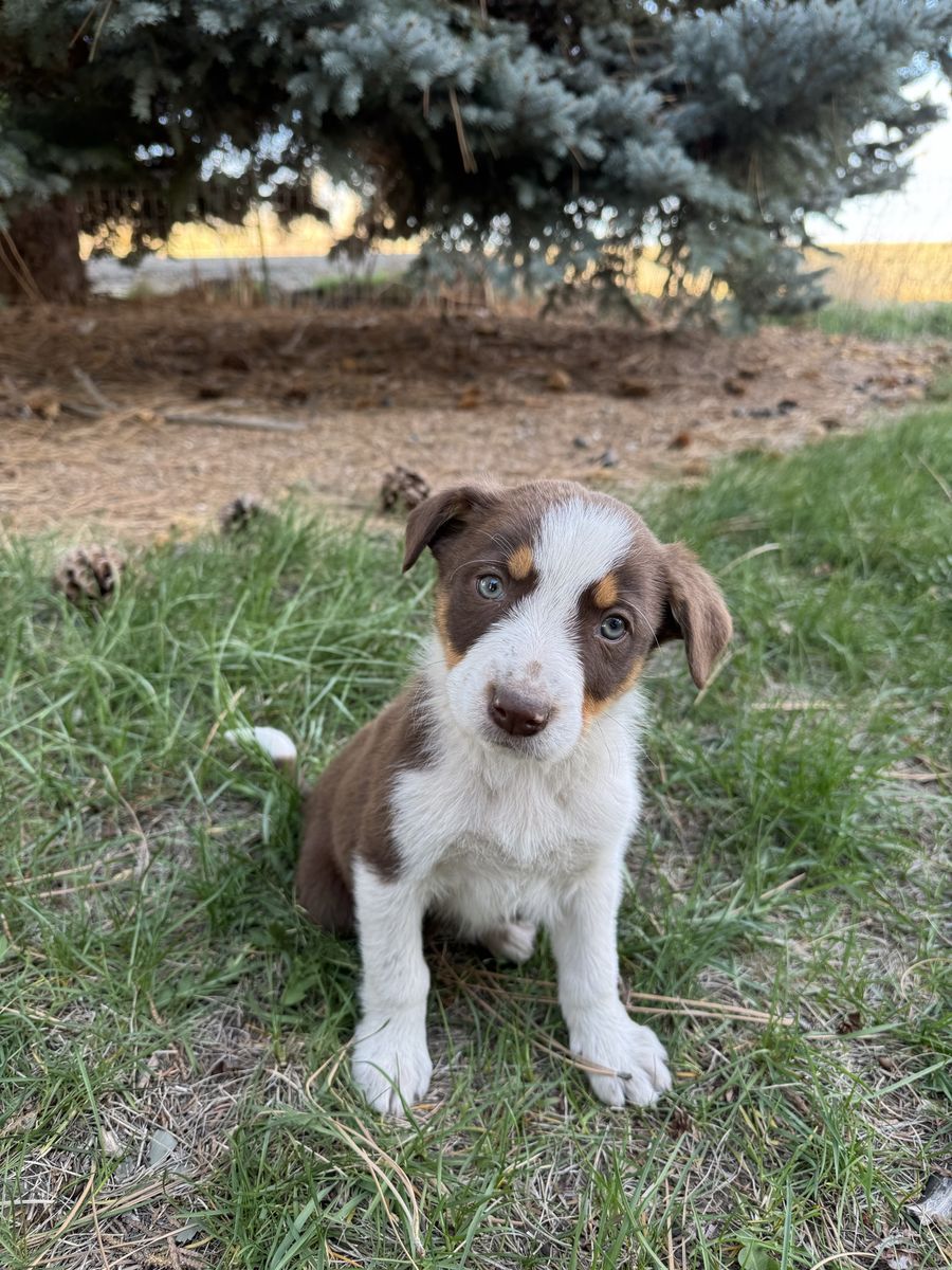 Border Collie Cross Puppies