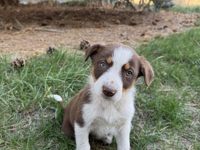 Border Collie Cross Puppies