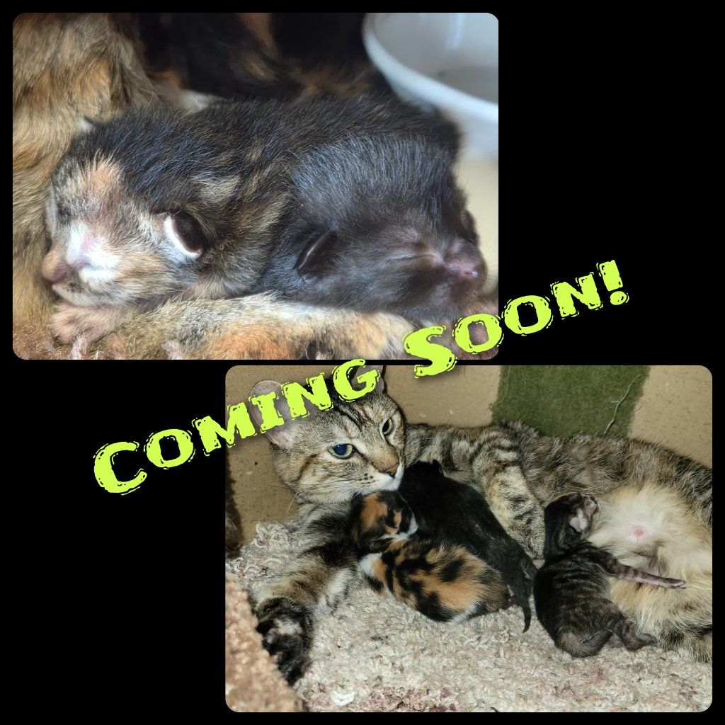 Cats & Kittens