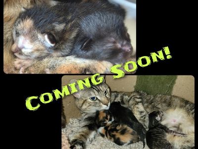Cats & Kittens
