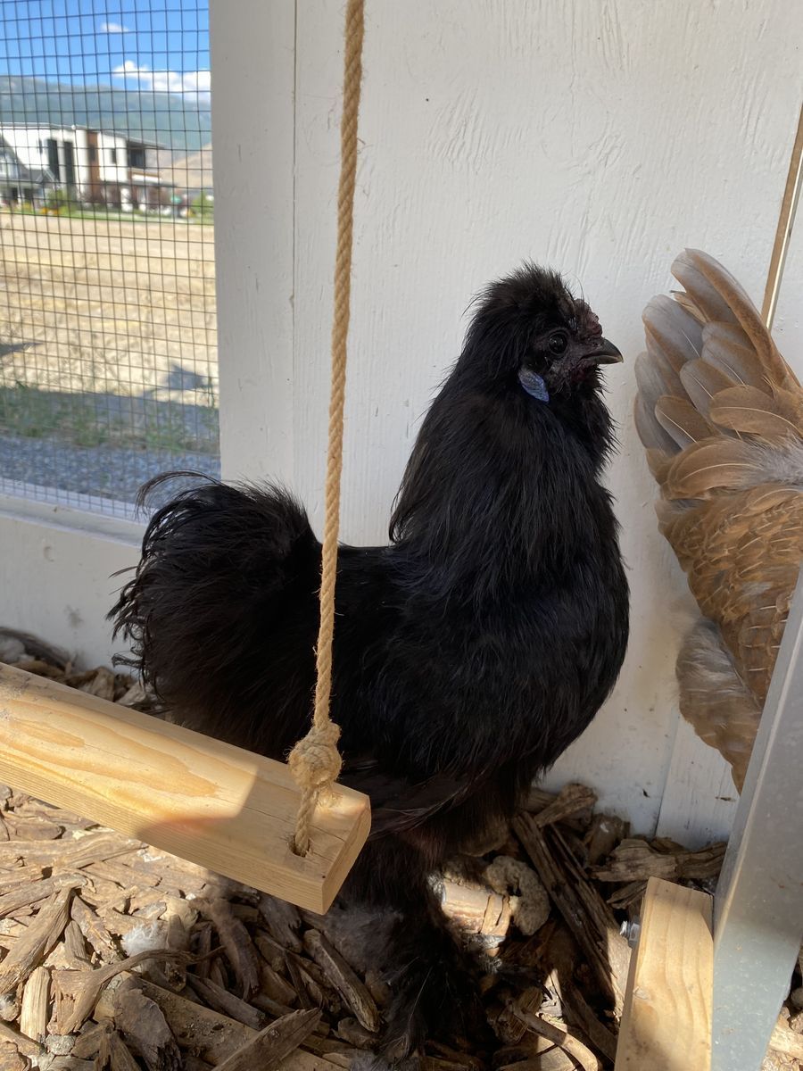 FREE-Need Home for Silkie Rooster