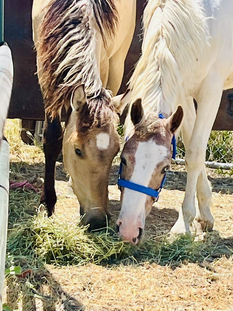 Pinto and Buckskin /Dun geldings