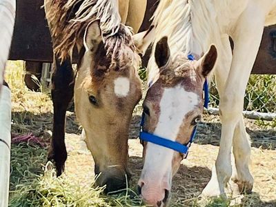 Pinto and Buckskin /Dun geldings