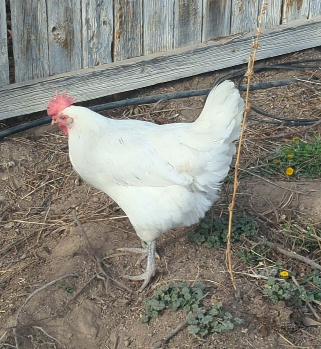 Austra White Hens