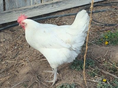 Austra White Hens