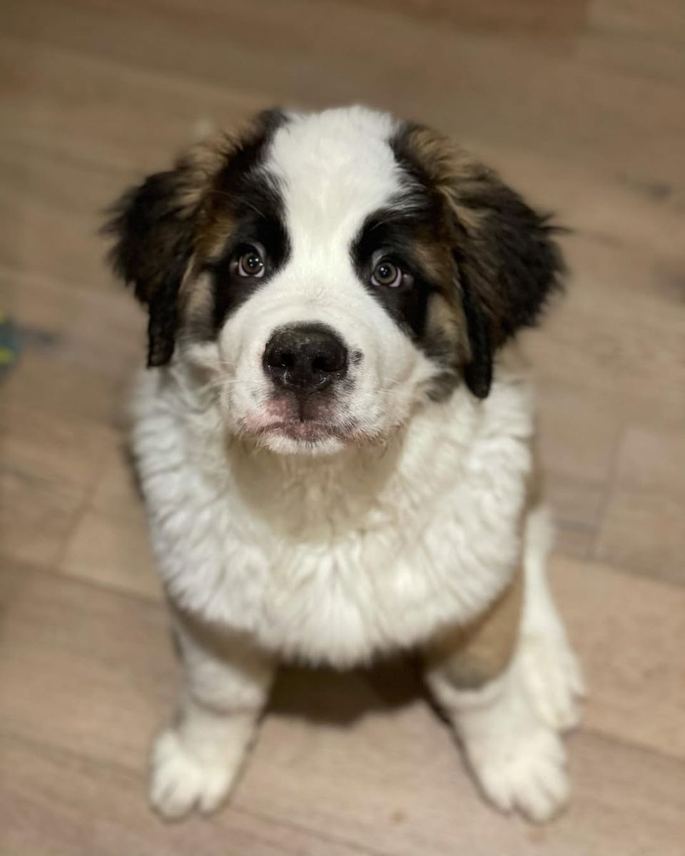 Saint Bernard