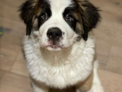 Saint Bernard