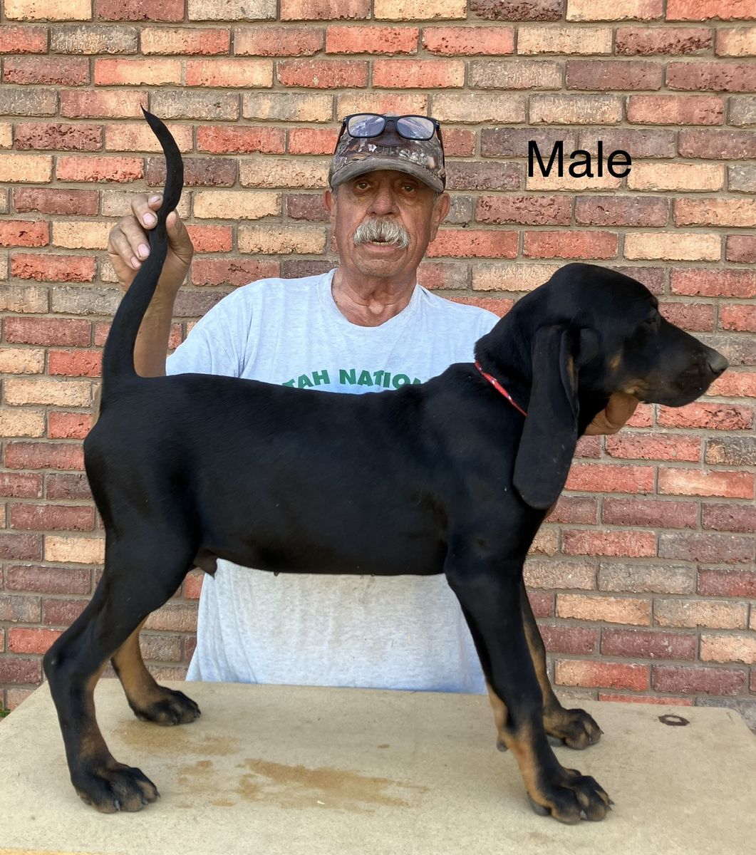 Black and Tan Hound Puppies
