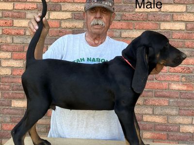 Black and Tan Hound Puppies