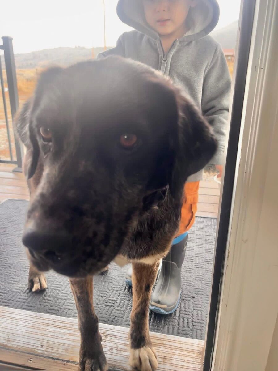 Catahoula Leopard Dog