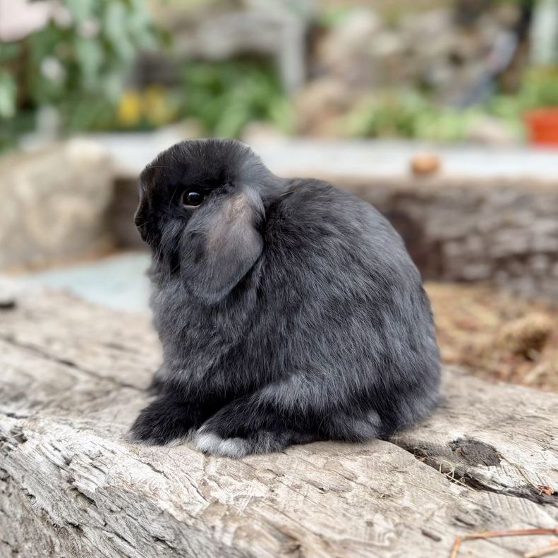 Friendly Holland Lop Buck