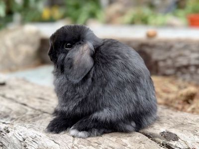 Friendly Holland Lop Buck