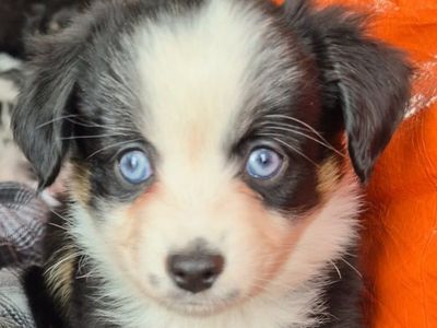 Registered Toy Australian shepherd