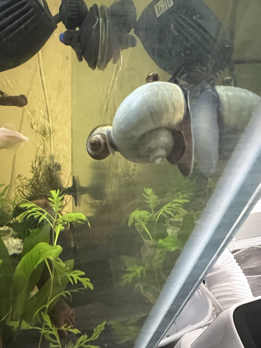 Mystery Snails - Assorted Colors (Small Size)