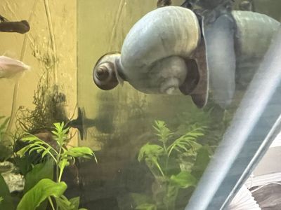 Mystery Snails - Assorted Colors (Small Size)