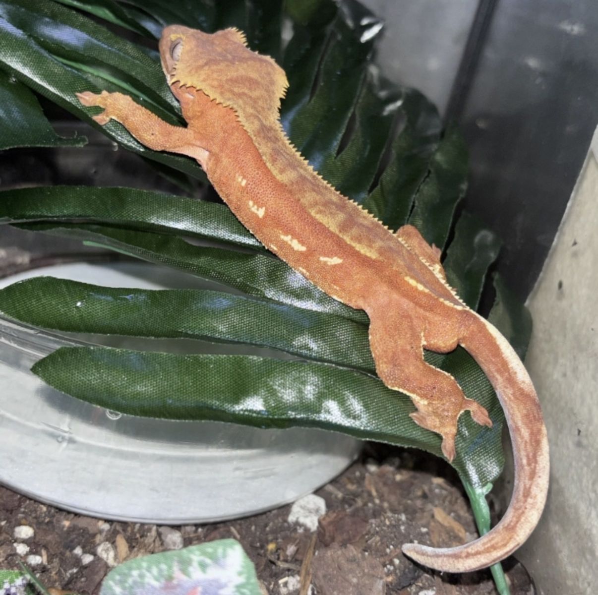 Crested gecko + set up