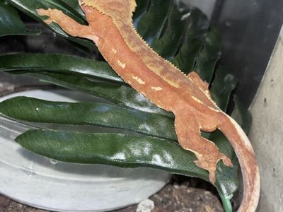 Crested gecko + set up