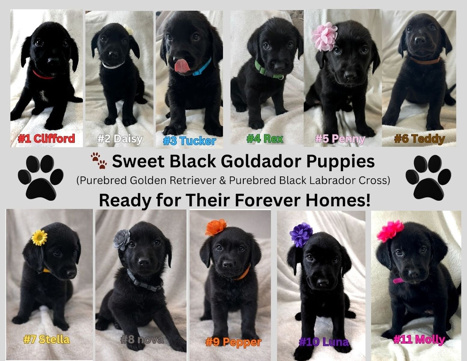 Rehome for Goldador Puppies