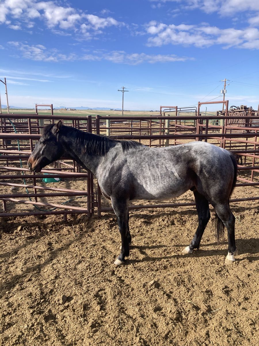 2 yr old Roan Stud Colt