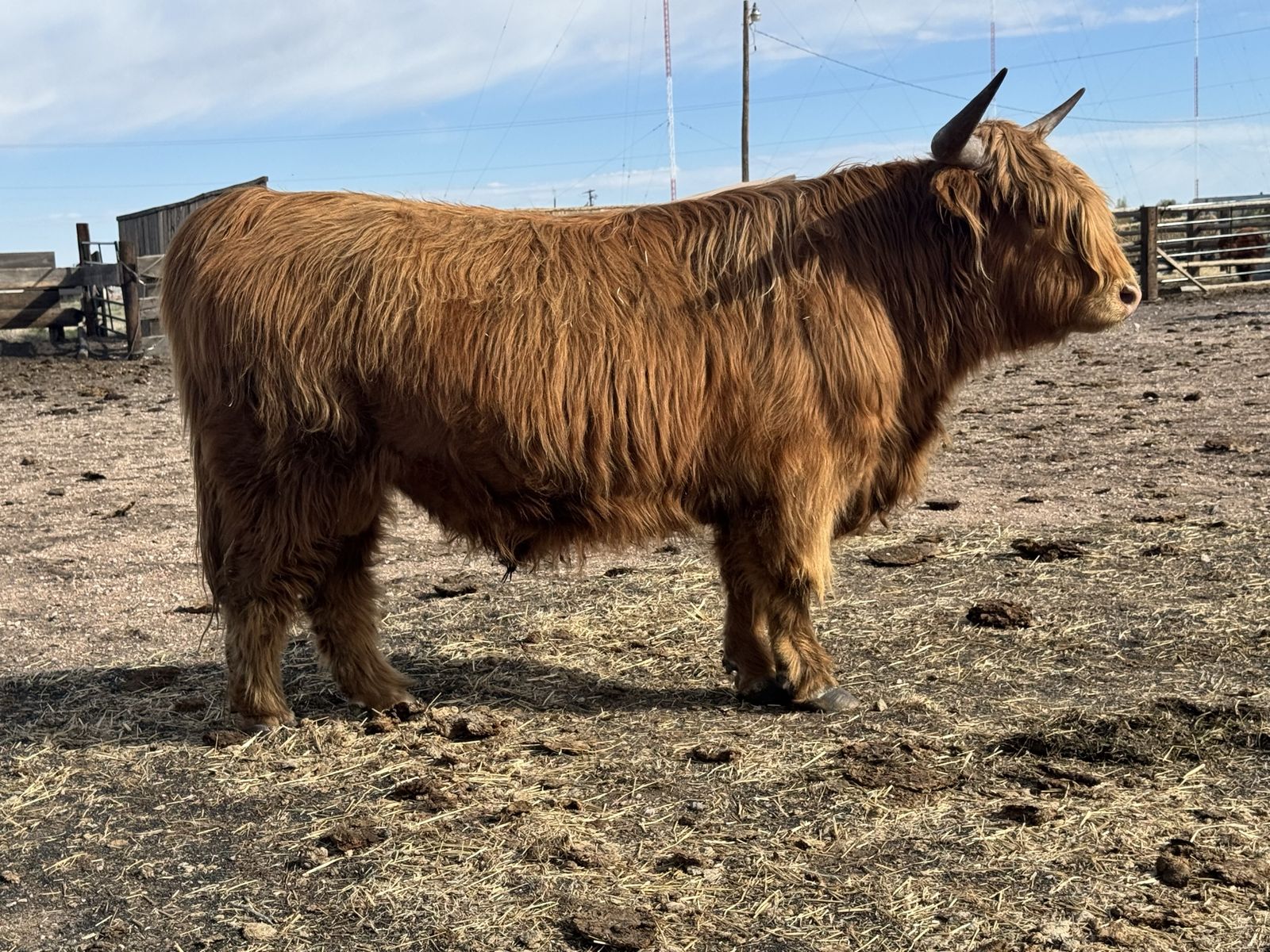 Registered Highland Bull