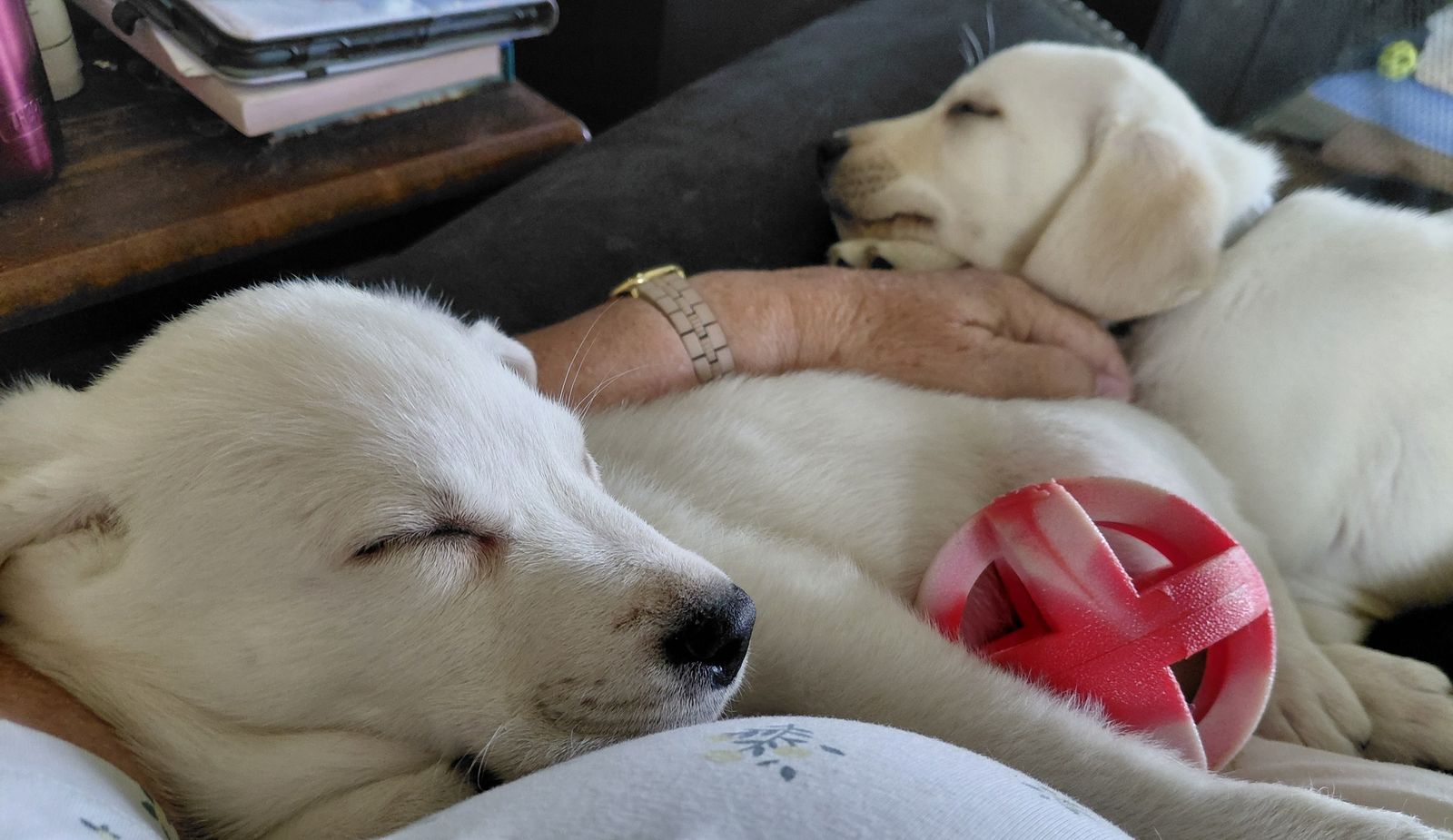 AKC "white" labs. Males