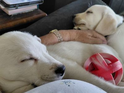 AKC "white" labs. Males