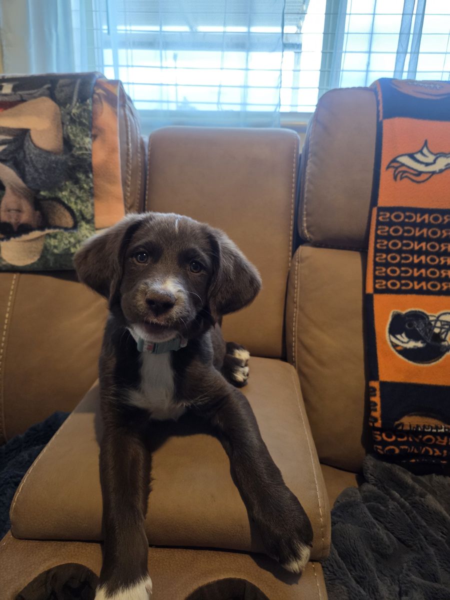PudelPointer Border Collie Mix