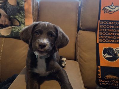 PudelPointer Border Collie Mix