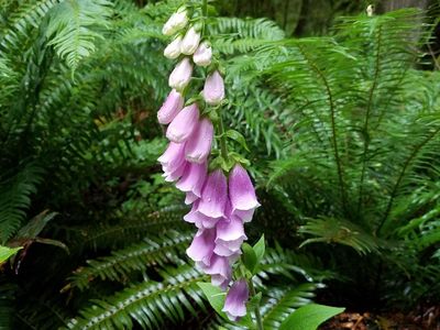 ***Whispering Woods, Welches, OR, June 22-29'26*2 br slps 6 $875: April 26-May 3, Eagle Crest, Redmond OR $550, 2 br slps 6