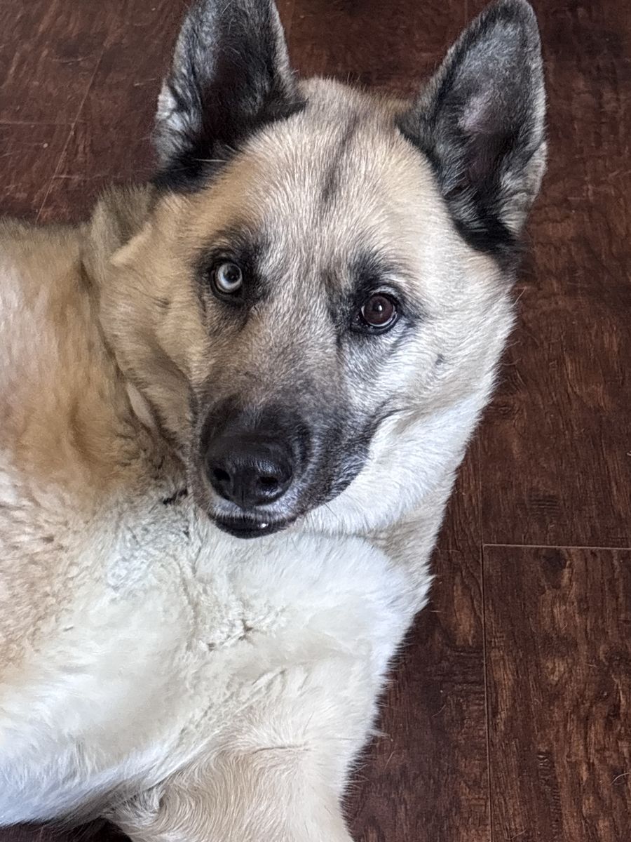 German Shepard/husky mix