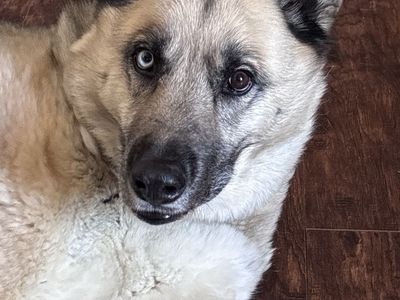 German Shepard/husky mix