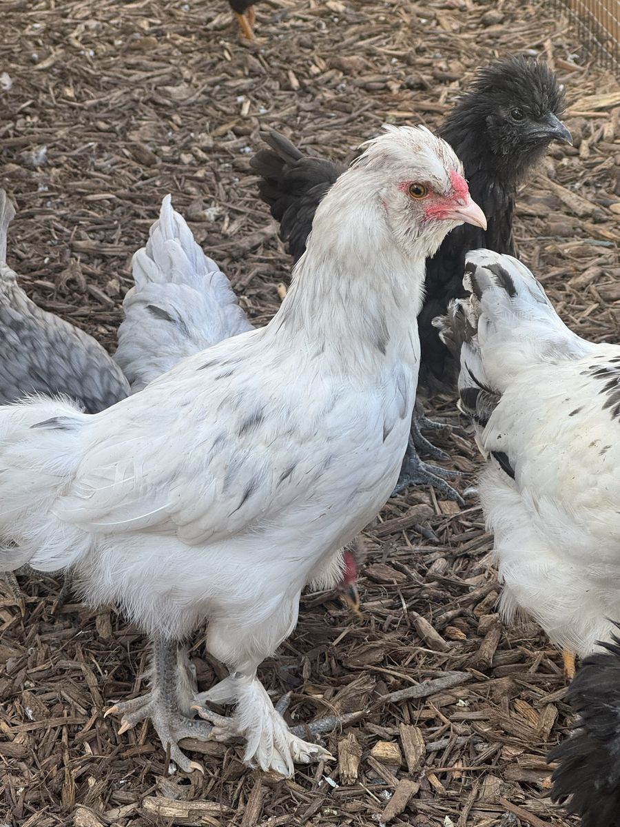 Free Rooster