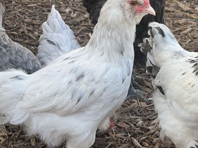 Free Rooster