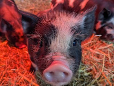 Kunekune piglets