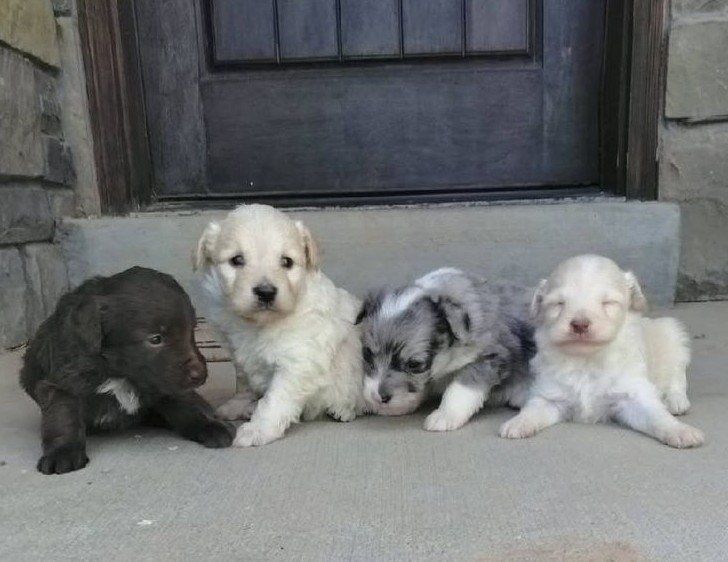 Adorable Mini Australian Shepherd/Poodle Mix Puppies - Ready for Loving Homes just in time for the 4th of July!