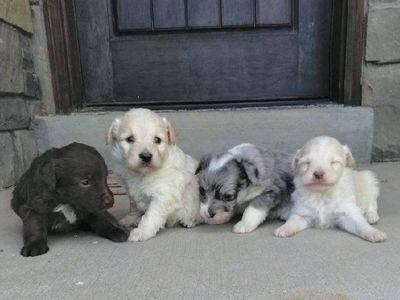Adorable Mini Australian Shepherd/Poodle Mix Puppies - Ready for Loving Homes just in time for the 4th of July!