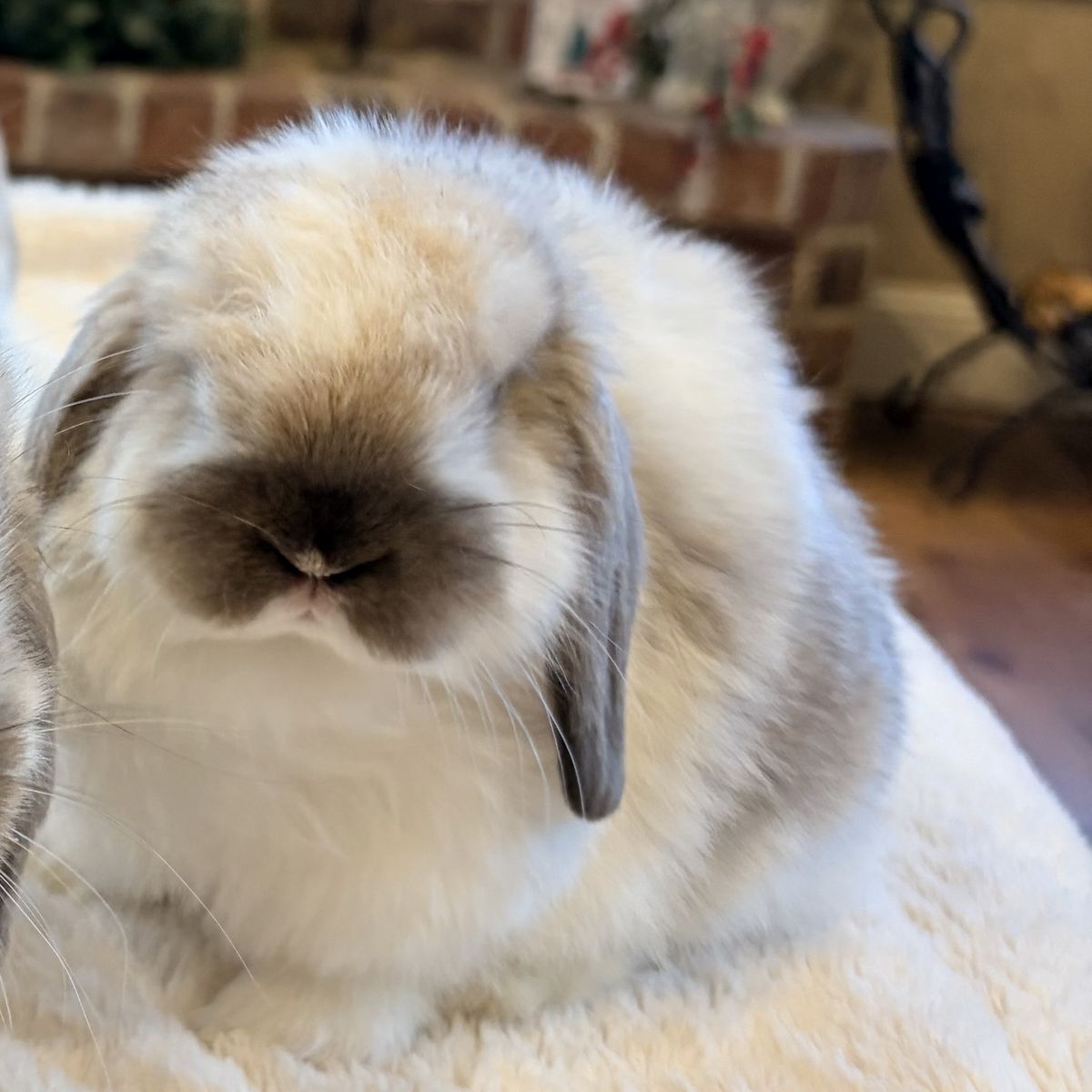 Holland Lop bunnies
