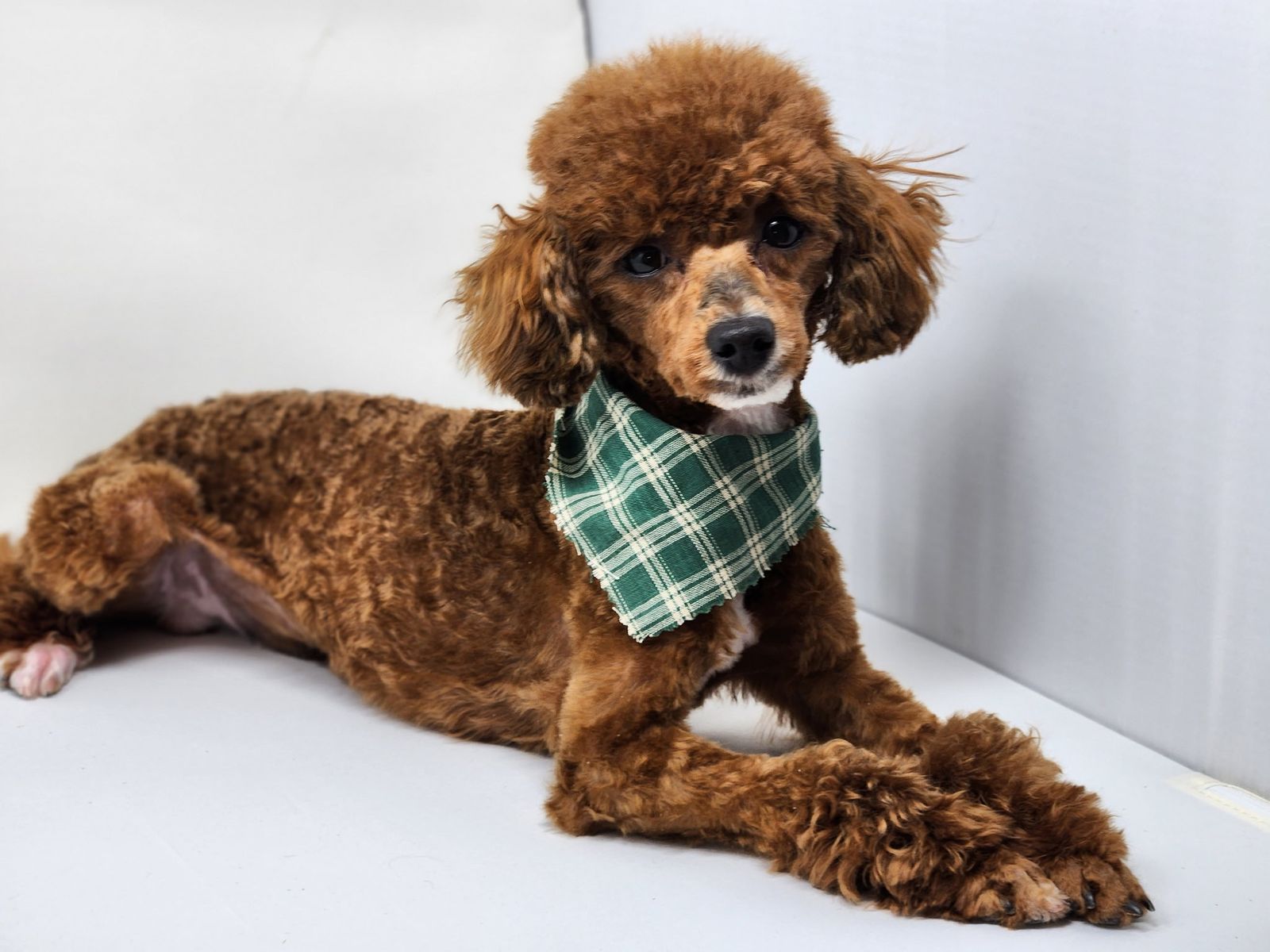 AKC Toy Poodle stud, 6 lbs Sable coloring