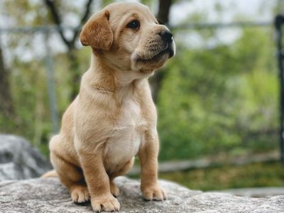 AKC Labrador Puppies