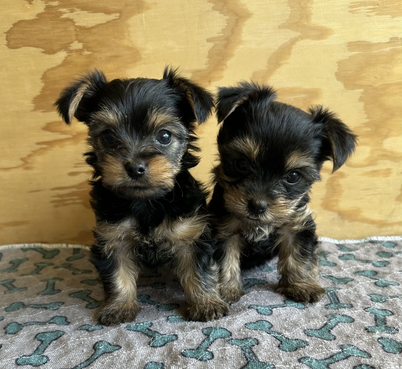 Rare Tiny AKC Yorkie Puppies | 1 female left | 4lb Mom | Home Raised