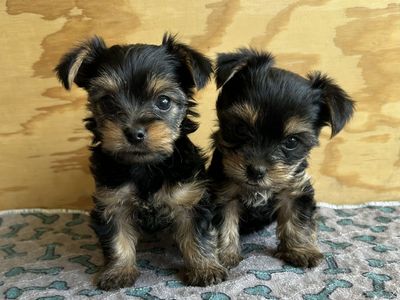 Rare Tiny AKC Yorkie Puppies | 1 female left | 4lb Mom | Home Raised