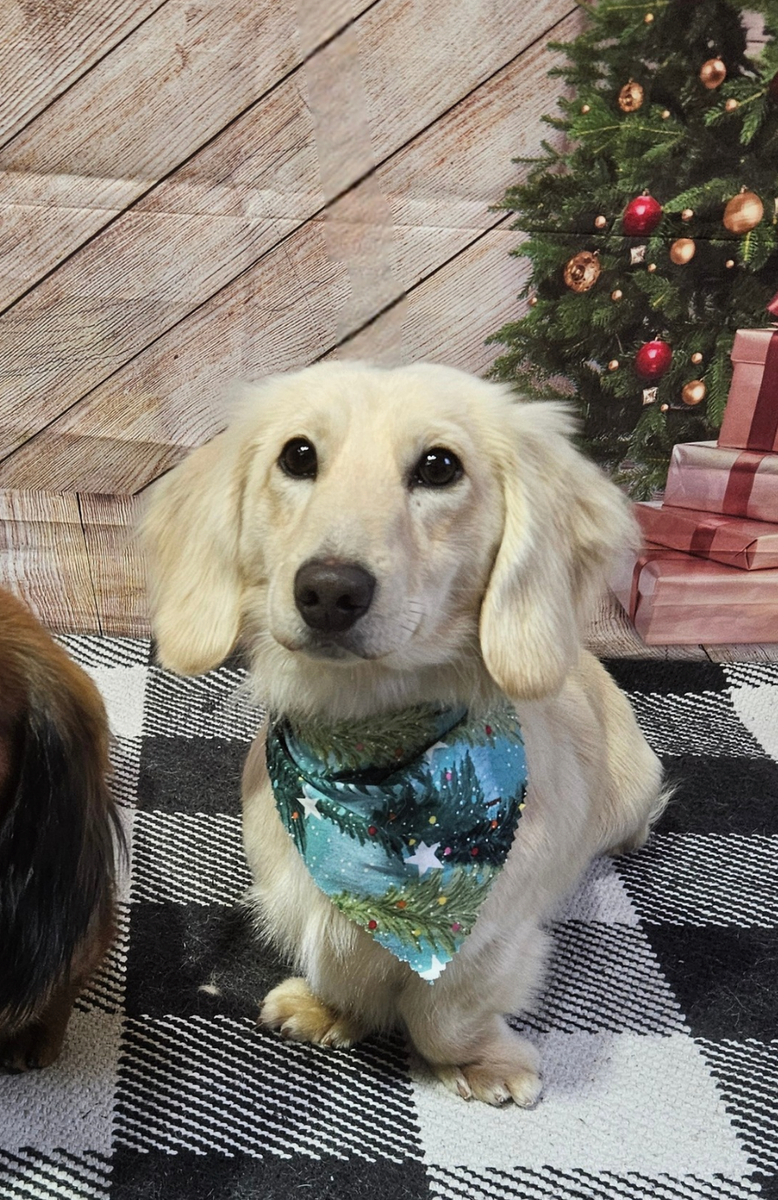 AKC Cream Long Haired Mini Dachshund Stud Service – $800