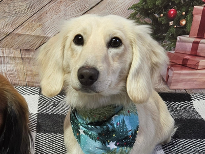 AKC Cream Long Haired Mini Dachshund Stud Service – $800
